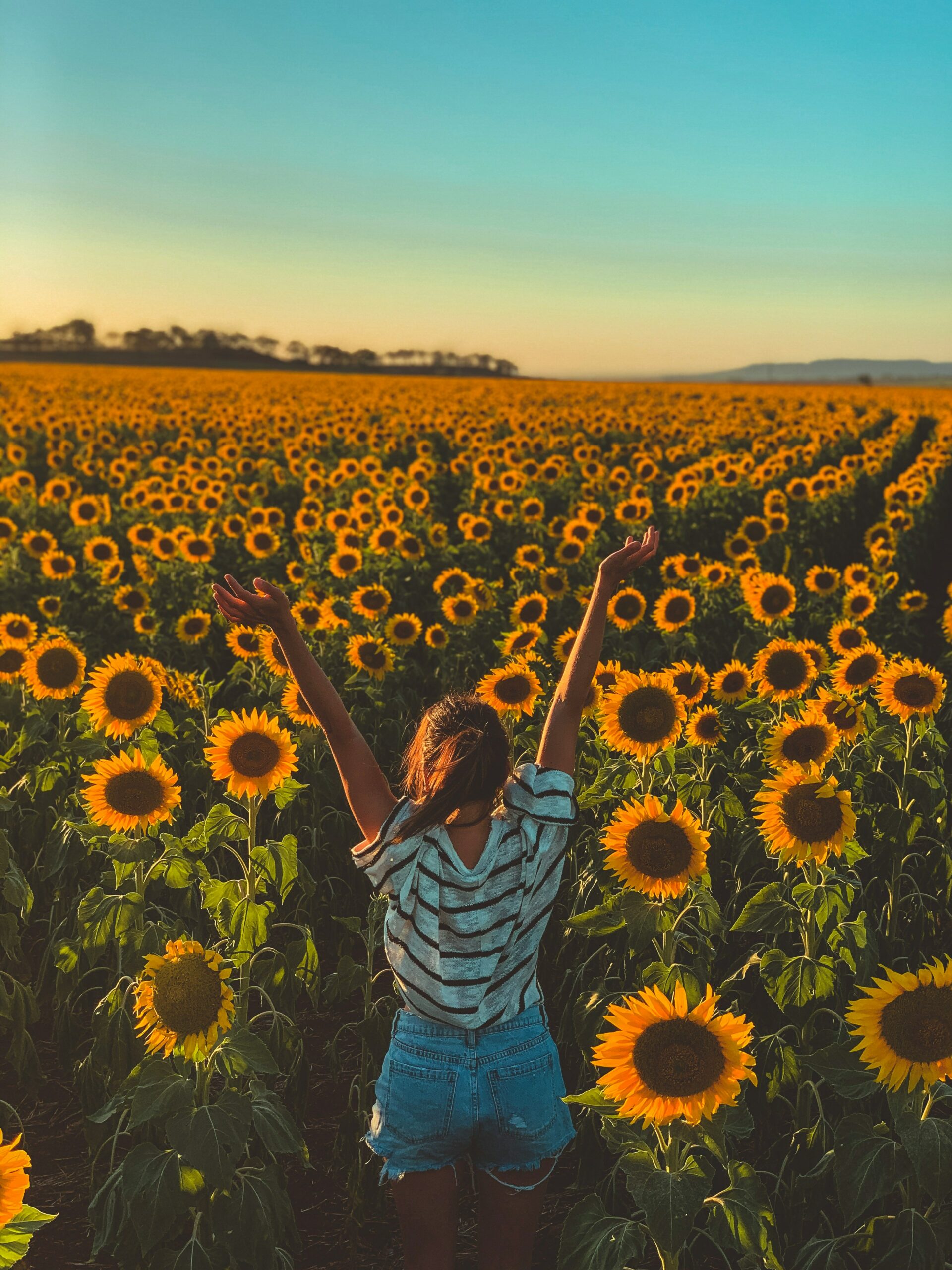 Tournesol au soleil couchant